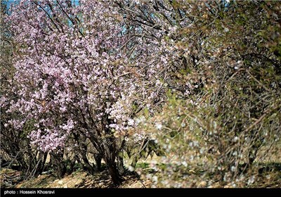 Iran's Beauties in Photos: Spring in Shiraz