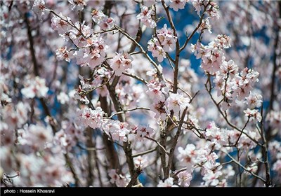 Iran's Beauties in Photos: Spring in Shiraz