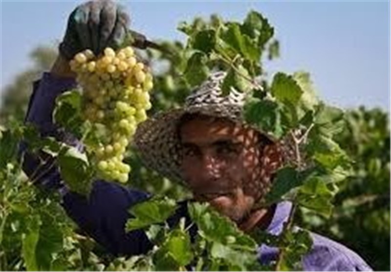 جشنواره شکرانه محصولات کشاورزی در کاشان برگزار می‌شود