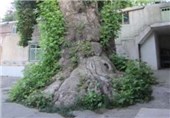 درخت 550 ساله اسفچیر فاروج+عکس
