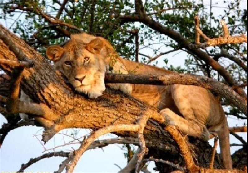 تصاویر سفر به سرنگتی آفریقا