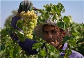 40 تن انگور از تاکستان‎های رودبار برداشت می‌شود