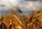 48 کمیسیون خرید گندم در لرستان فعال است