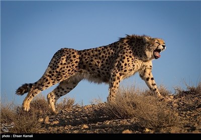 ایران/تصاویر منتخب تسنیم (5)