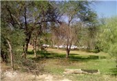 750 هکتار پارک جنگلی استان بوشهر برای استفاده گردشگران تجهیز شد
