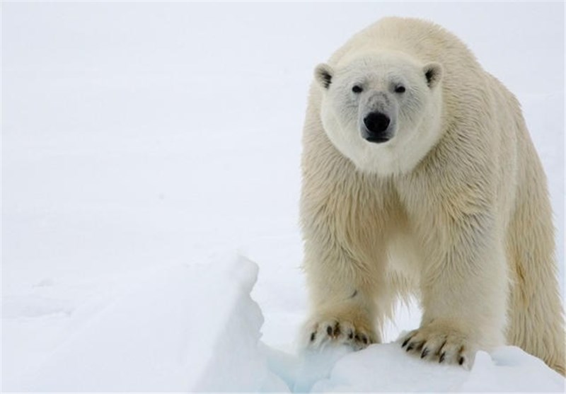 Polar Bears May Be Left Starving as Melting Sea Ice Forces Them onto Land