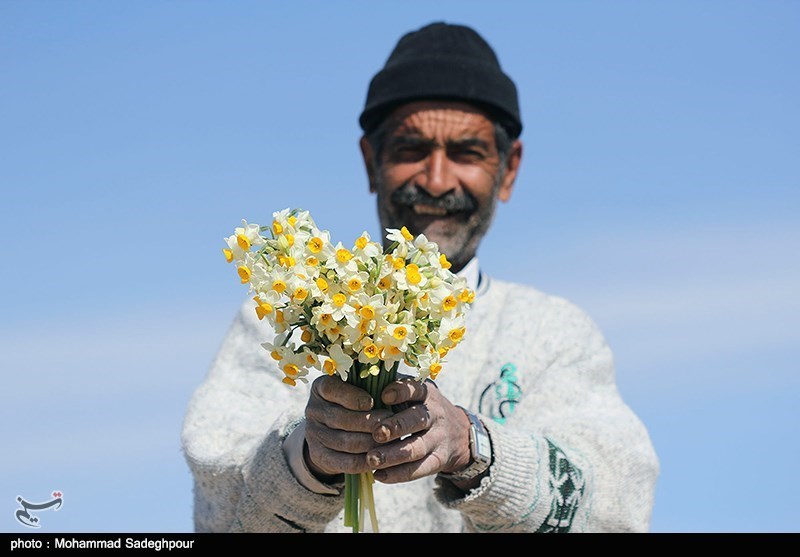 زنگ گل نرگس