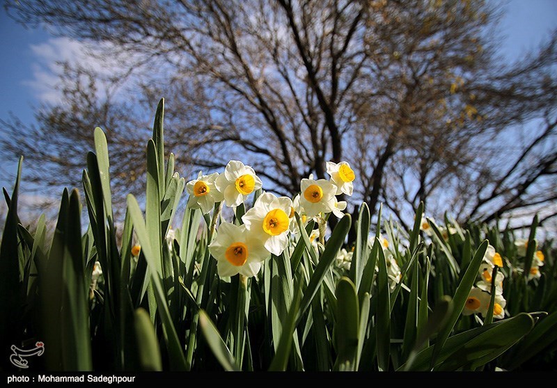 کاشت 3 تن بذر گل نرگس در ارتفاعات شیراز آغاز شد