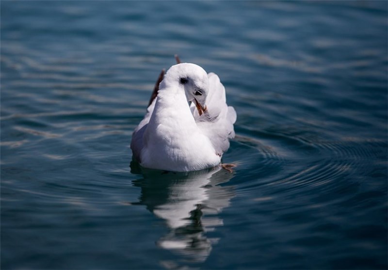 تصاویر مرغان ماهیخوار دریاچه شهدای خلیج فارس