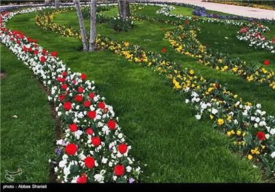 Festival of Tulips in Alborz Province