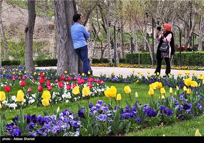 Festival of Tulips in Alborz Province