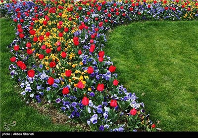 Festival of Tulips in Alborz Province