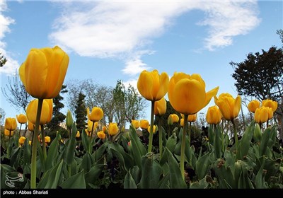 Festival of Tulips in Alborz Province