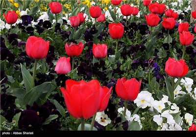 Festival of Tulips in Alborz Province