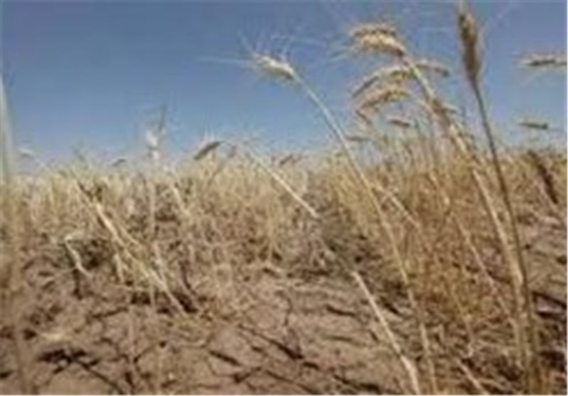 خشکسالی و کم‌آبی سبب کاهش کشت و تولید گندم در دهاقان شد