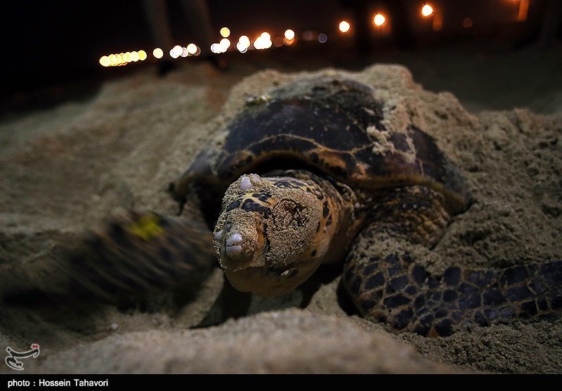 photos: hawksbill turtles come to kish island to lay eggs