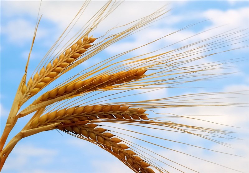 530 هزار تن گندم تضمینی از کشاورزان خوزستانی خریداری شد