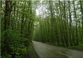 12 هزار هکتار جنگل کاری در شهرستان سرعین انجام می‌شود