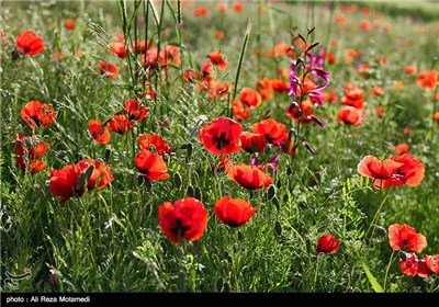 Iran's Beauties in Photos: Spring in Chaharmahal and Bakhtiari Province