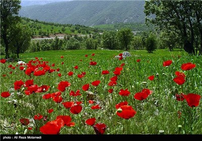 Iran's Beauties in Photos: Spring in Chaharmahal and Bakhtiari Province