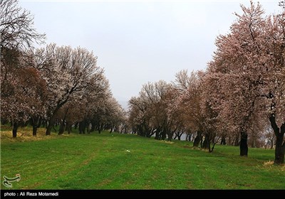 Iran's Beauties in Photos: Spring in Chaharmahal and Bakhtiari Province