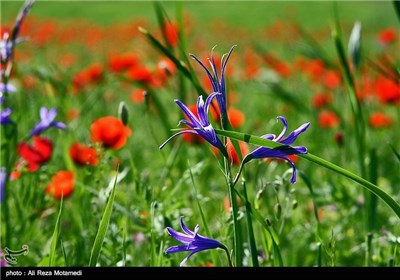 Iran's Beauties in Photos: Spring in Chaharmahal and Bakhtiari Province