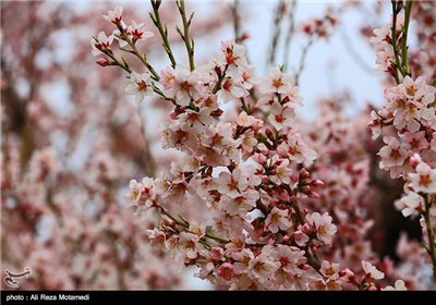 Iran's Beauties in Photos: Spring in Chaharmahal and Bakhtiari Province