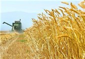 100 هزار تن گندم در شهرستان گرمی تولید می‌شود
