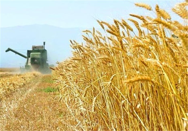 40 درصد مزارع گندم دیم کازرون غیرقابل برداشت است