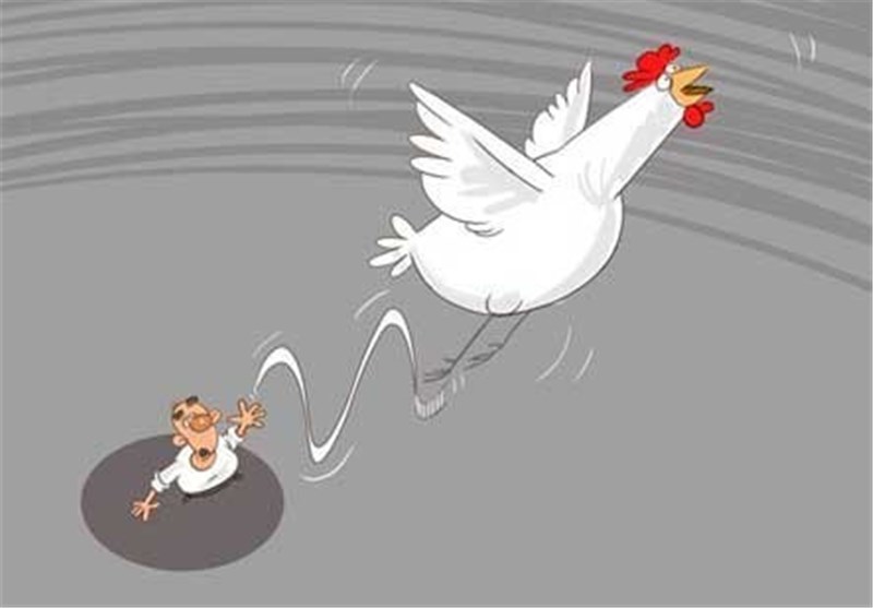 دست دلالان از بازار مرغ کوتاه می‌شود‌