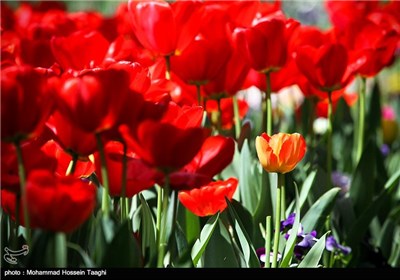 Spring Flower Festival Held in Mashhad