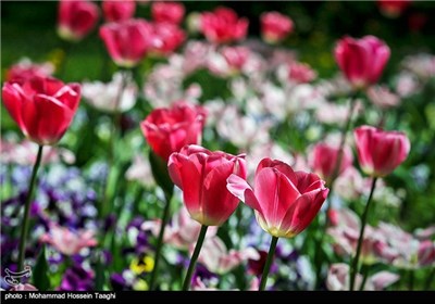 Spring Flower Festival Held in Mashhad