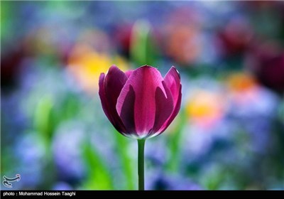 Spring Flower Festival Held in Mashhad