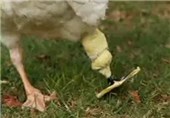 فیلم/ساخت پای مصنوعی مرغابی توسط پرینتر سه بعدی