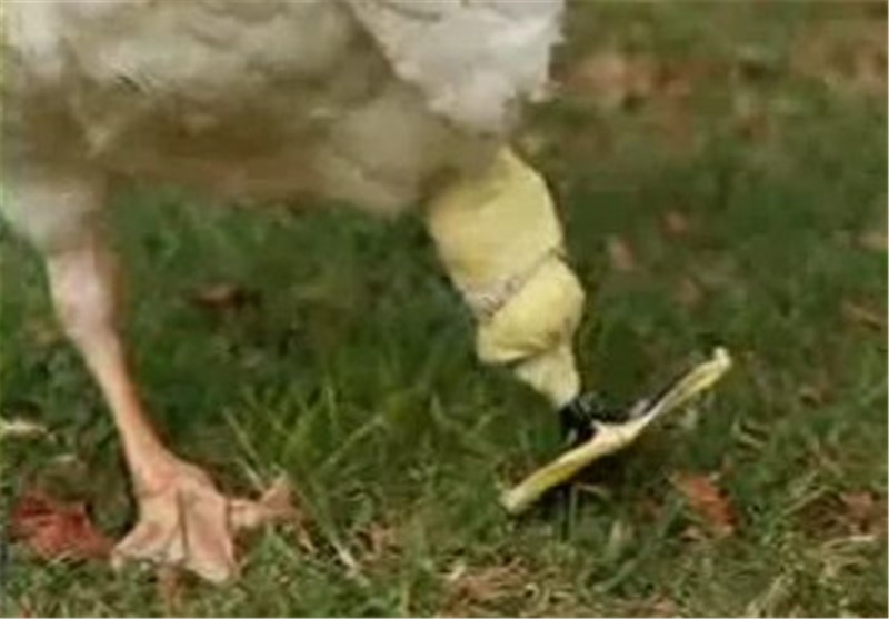 فیلم/ساخت پای مصنوعی مرغابی توسط پرینتر سه بعدی