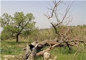 پدیده خشکیدگی درختان بلوط در زاگرس نیازمند اعتبار ویژه است