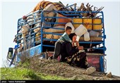 چالش پیش‌روی عشایر استان فارس برای کوچ بهاره؛ افزایش 3 برابری قیمت حمل دام با کامیون