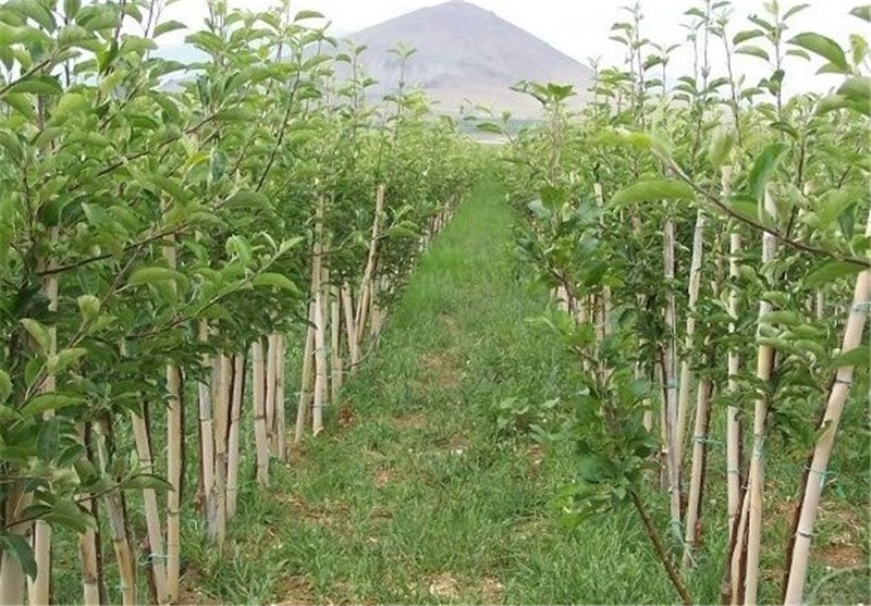سالانه بیش از 2 میلیون نهال در استان سمنان تولید می‌شود