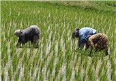 محدودیت کشت، محصول برنج شوشتر را 50 درصد کاهش داده است