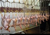 زیرساخت‌های صادرات مرغ در همدان ایجاد می‌شود