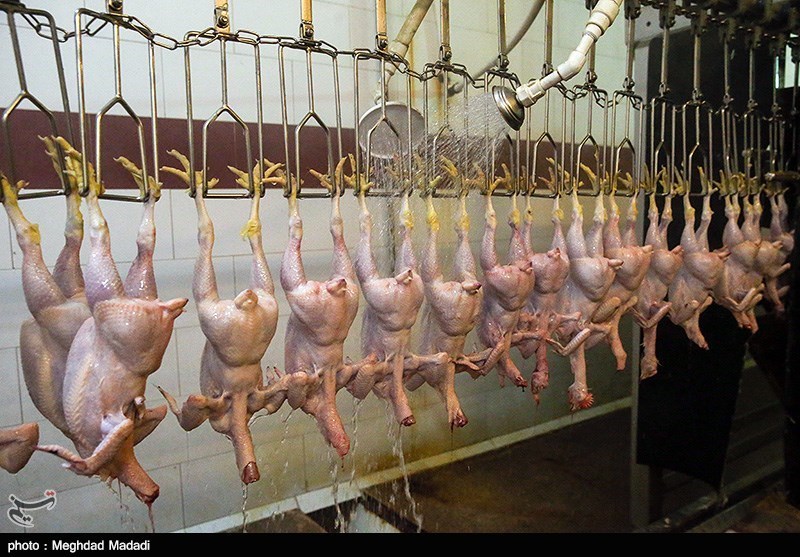 زیرساخت‌های صادرات مرغ در همدان ایجاد می‌شود