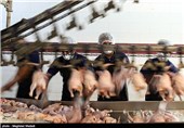 کشتارگاه‌های فاقد مجوز مرغ در گیلان ساماندهی می‌شوند‌