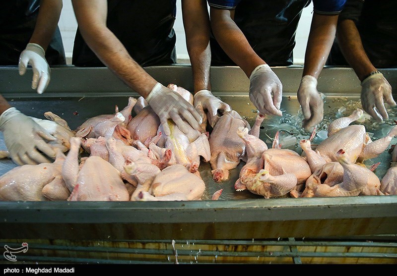 نگرانی تامین گوشت مرغ در ایام محرم وجود ندارد/ جوجه‌ریزی 1.8 میلیون قطعه در همدان