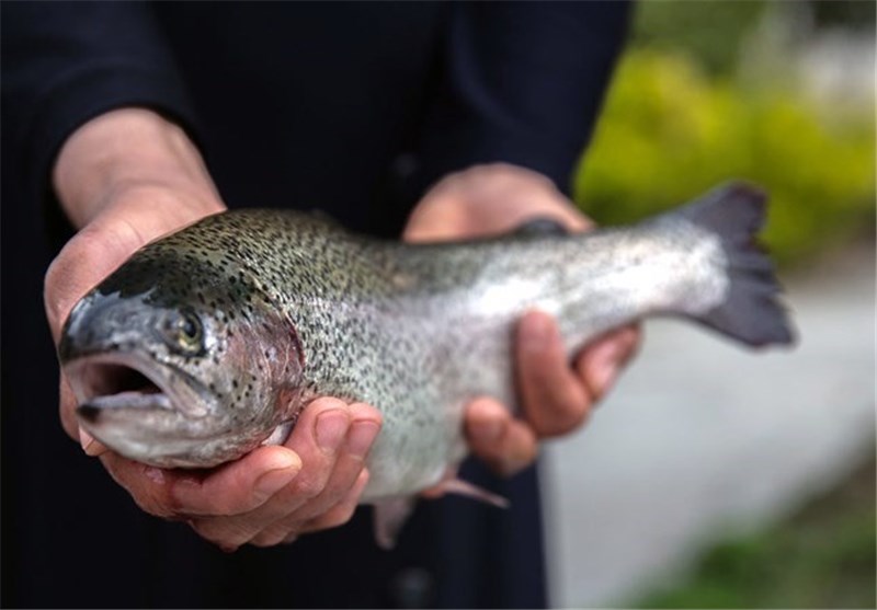 تولید ماهی قزل‌آلا 22 هزار تن کاهش یافت
