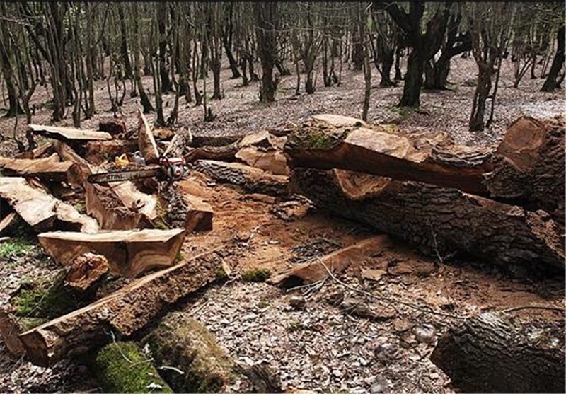 کهگیلویه و بویراحمد| خودروی حامل چوب درختان جنگلی در کهگیلویه توقیف شد‌