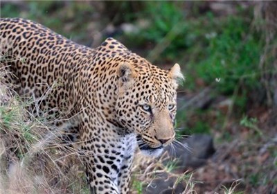 دوئل خونین مرد و سگ‌هایش با پلنگ گرسنه