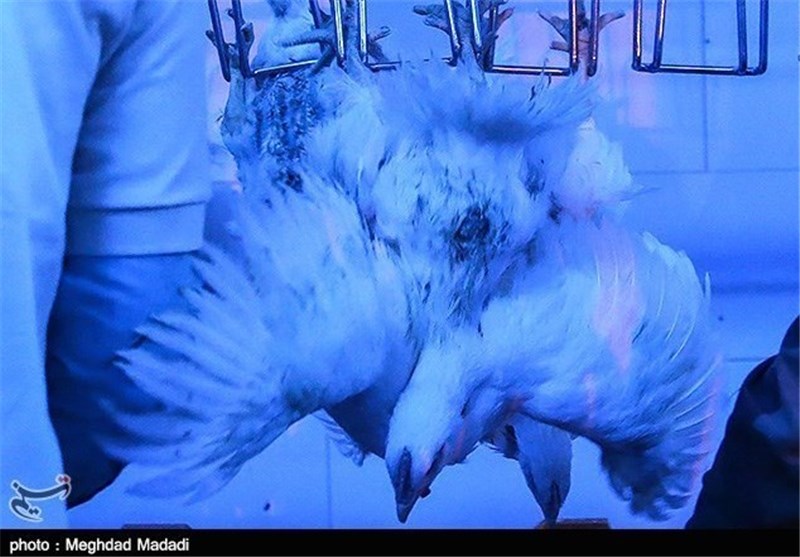 واحدهای غیربهداشتی عرضه مرغ زنده در زاهدان تخریب شد