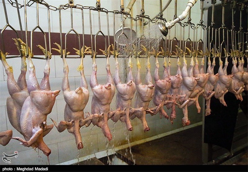 نخستین محموله مرغ تولیدی ایلام به کشور عراق صادر شد