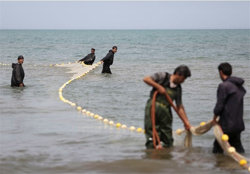 صید 30 تن ماهی در یک مرحله پره کشی در شهرستان رودسر