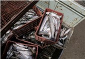 متخلفان صید ماهی در شهرستان بوکان دستگیر شدند‌